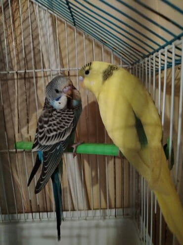 Dalmatin və sarı rəngli iki dalğıc (budaqcıq) tutuquşu cütü. - Növ