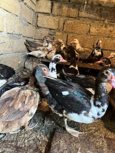 Коровы, быки: Самка, | Lal ordek, Для разведения, Самовывоз — 5