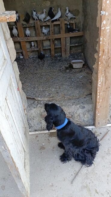 it adları erkek: Ev göyərçinləri satılır - Rənglər: ağ, qara, boz və qarışıq naxışlı — 1