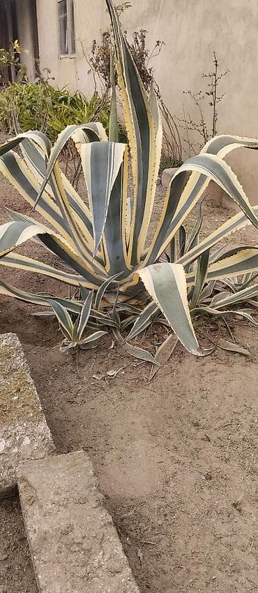 Agava americana ‘Variegata’ – dekorativ sukulent boyu 1m 20 santi