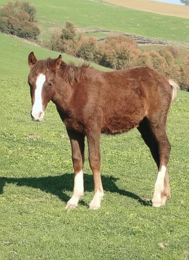 lal ordəklərin satışı: Dişi, il: <1 — 1