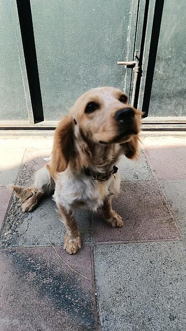 koker spanel: Koker spaniyel, 9 ay — 2