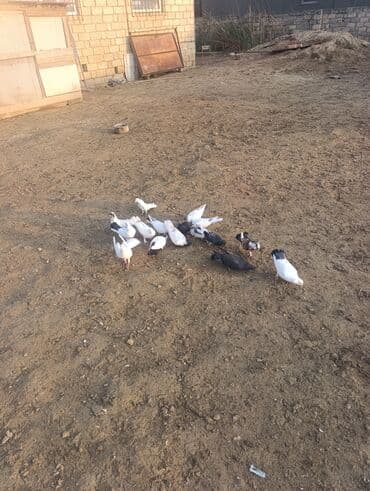 quş qəfəs: Ev şəraitində bəslənmiş göyərçinlər satılır. - Növ: qarışıq rəngli ev — 2