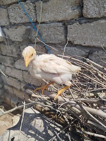 etlik cuce: Toyuq cücələri, Ətlik — 5