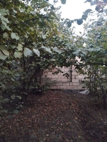 Çəngəllər: Fındıq bağçası – intensiv əkilili, səliqəli cərgələr vatsa əlaqə — 5