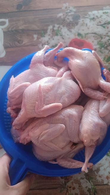 Pişiklər: Məhsul: Bildirçin və bildirçin yumurtası Təsvir: - Cins: Ət-yumurta — 7