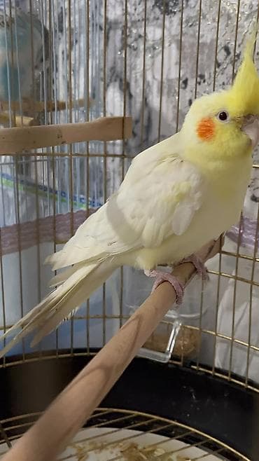 rengli quslar: Növ: Nimfa (cockatiel), lutino rəng карелла попугай (нимфа) окрасом — 4