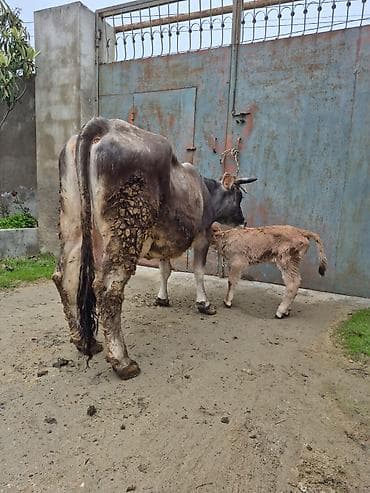 balali inək: 3 qarına doğub 2 gündü doğub bulamadı — 3