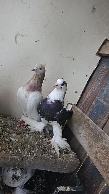 qaz qus: Bilesuvar lelekli oynaq balasidi ayaqi tüklü maya uçmayib amma güclü — 1