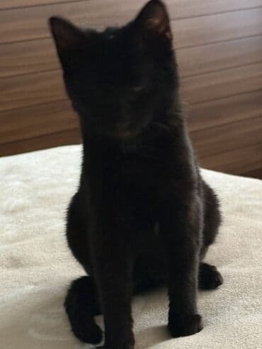 gozel pisik sekilleri: Dişi, Yaxşı əllərə — 3