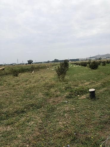 ev alqi satqisi ve kirayesi baki: Kənd təsərrüfatı, Mülkiyyətçi, Kupça (Çıxarış) — 2