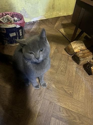 Pişiklər: Rus mavi, Yaxşı əllərə — 4