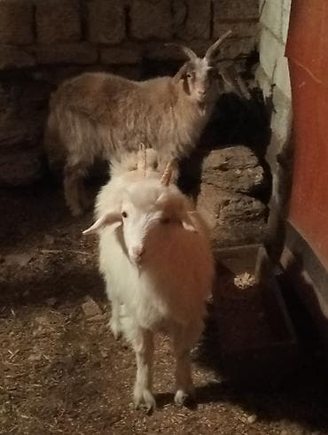 İkisidə dişidir biryerde 300 lalafo.az -da İkisidə dişidir biryerde 300