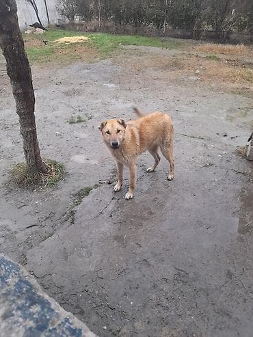 pulsuz heyvan: Salam 8 aylıq qurt basar satllır erkeydir qiymeti 60 manata tel 070 — 2