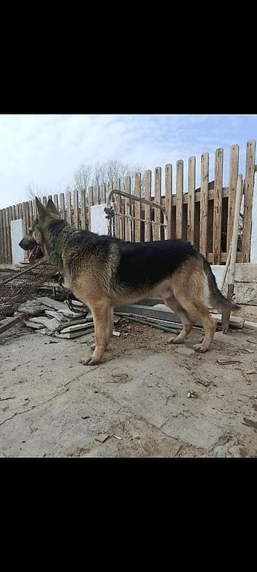 etibarli əllərə verilir: Alman çoban iti, Erkek — 3