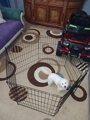 bala pişik: 6 ayliq,pudel cinsidir esl ev itidir,oynagan itdi. Butun baximlari — 7