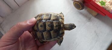рынок животных в баку: Rus quru tısbağaları– evdə saxlanılan, sakit və az qayğı tələb edən — 4