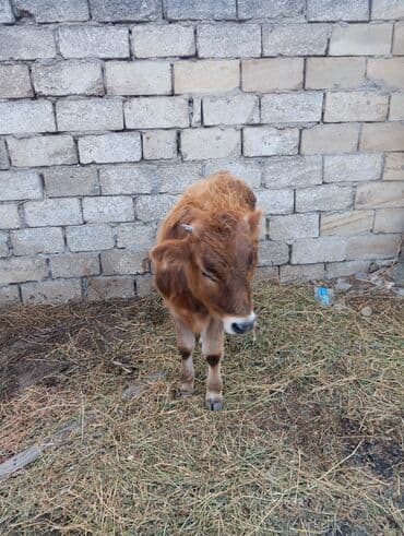 Satlıq buzov - Növ: iri buynuzlu heyvan, buzov - Rəng: açıq-qonur