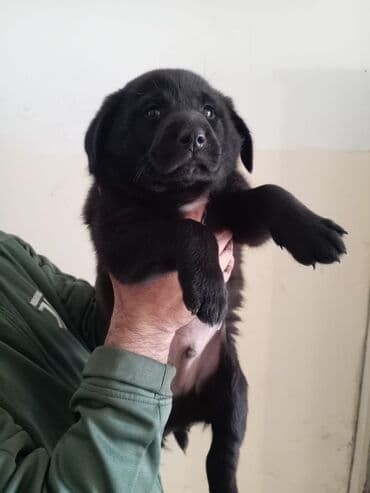 qurban bayrami sekiller: 1 ay, Erkek, Ünvandan götürmə — 2