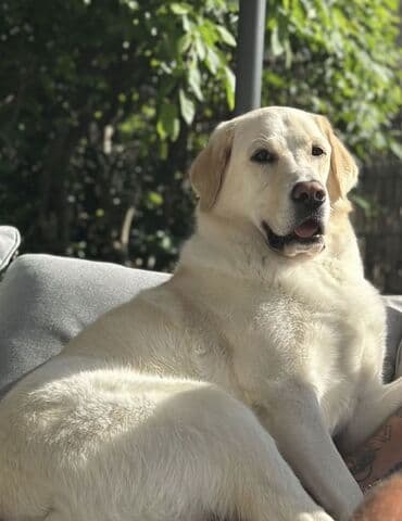 лабрадор купить: Labrador-retriver, 2 ay, Erkek, Peyvəndli — 8