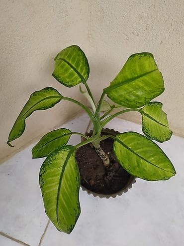 Ev və bağ: Otaq bitkiləri dəsti - Monstera deliciosa (dərin yarıqlı iri yaşıl — 2