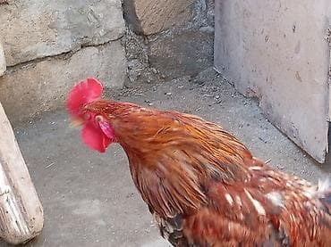 Məhsul: Xoruz Salam serebist xoruzdu tam sağlam öz he yetimin heyvandi