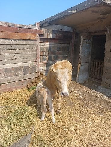 satdig quslar: Satılır: inək bala ilə. gune 8 litr sud verir.2 ci qarınadı — 2