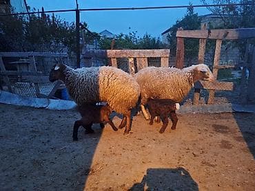 çin aslani: 1ci qarnlardı ikisində qiymət biri 650 manat — 4