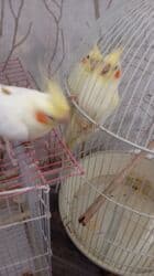 Информатика: Korellalar satılır. 3 dənədi 1 - i əl quşudu. Qəfəs qarışıqda — 6