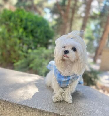 pişik satişi: Malta bolonka — 12