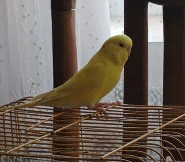 Cute hazlr temiz qara goz cex