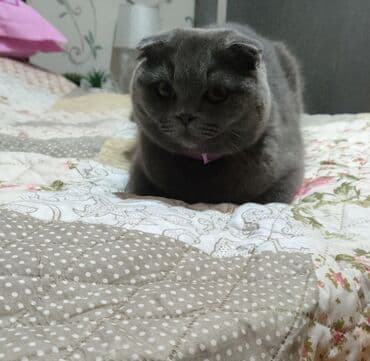 pişik cutləşdirilir: Şotland — 2