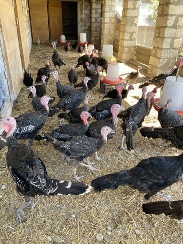 Inəklər, öküzlər: Məhsul: Hind quşları (hindtoyuğu sürüsü) Təsvir: - Şəkillərdəki böyük — 1