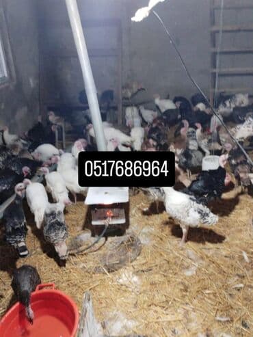 sort qoyunlar: Məhsul: Hinduşka (hind toyuğu) sürüsü – müxtəlif cins və rənglər — 3