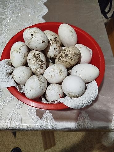 dekorativ quslar: Qaz yumurtası satıram.mayalanmışdi.öz həyətimdə saxladigim heyvanındı — 1
