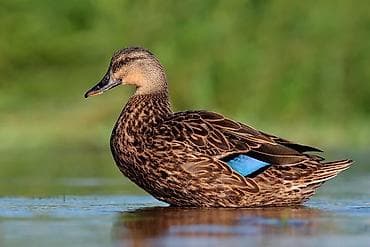 ordek satisi: Çöl ördəyi satılır — 1