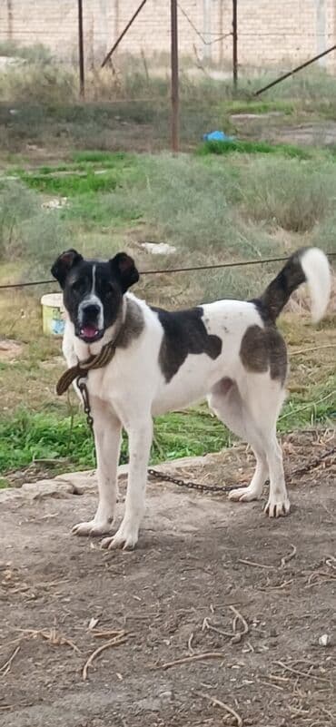 собака отдам в хорошие руки: Гурдбасар, 1 год, Самец, С прививками, Платная доставка — 1