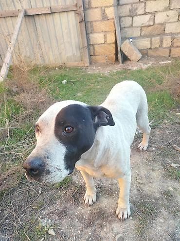 xasqi itleri: Pitbul, 1 ay, Erkek, Ödənişli çatdırılma — 5