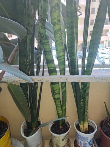 Çöl bitkiləri: Сансивьера тигровая — 2