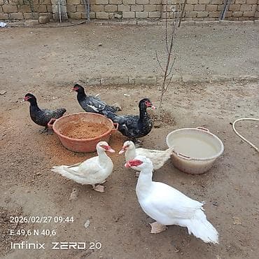 Akvariumlar: Səsli ördeklər 17 manatdan hamsi bir yerdə satılır Lal ördəklərin — 5