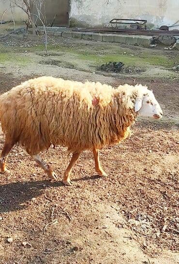 Tam sağlam 9 ayliq erkek quzu satilir.Saray qesebesindedir