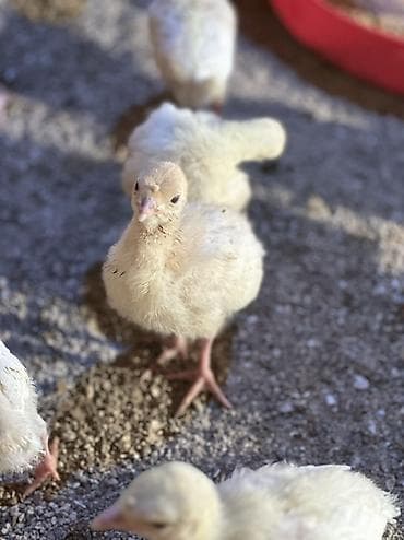 Məhsul: Hinduşka balaları (pulyatlar) 15 gunlukduler birinci lasota