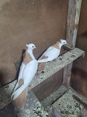 С/х животные и товары: Sarı boyunlar Hazır Çüt Bala Verən Erkəy Maya Real Alan Narhat Edsin — 3