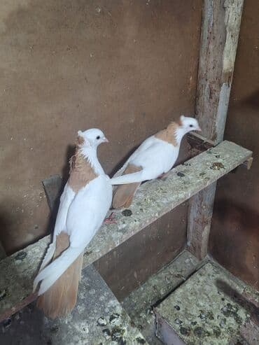 Opel: Sarı boyunlar Hazır Çüt Bala Verən Erkəy Maya Real Alan Narhat Edsin — 3