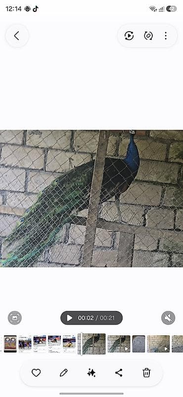 sarı quş: Məhsul: Tavus quşları (cüt) Təsvir:2 illikdiler - Avolyerdə — 3