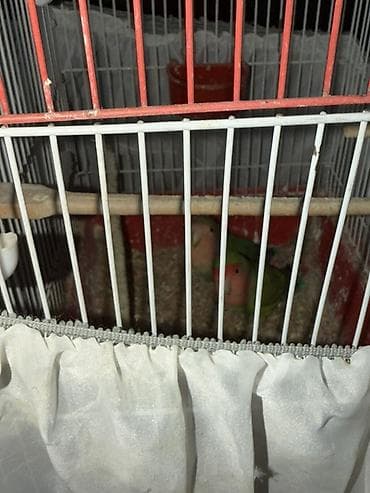 dana satişi: Hazir Biznes satilir tecili Nymphıl (kakadular) və sevda tutquşları – — 10