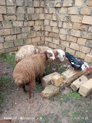 cau cau iti satilir: Dişi bala ilə ana bala qoyun satılır istəyən olsa yazsın video sun — 7