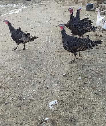 mehebbet quşu: Salam 1 erkək 3 dişi hinduşka satılır həyət şəraitində saxlanılır — 2