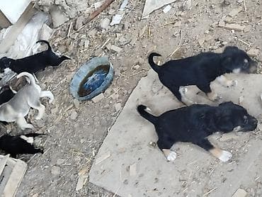 2 ayliq cuceler: Balaca it balaları – qarışıq cins - Şəkillərdə ana it və onun — 6