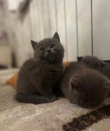 pişiy: Şotland — 4